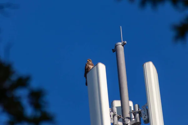 Attentive falcon sitting on communication tower or antenna tower for high frequency internet with 4g and 5g looking out for prey with clear blue sky background hunting urban scenery for flying raptors