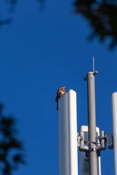 Attentive falcon sitting on communication tower or antenna tower for high frequency internet with 4g and 5g looking out for prey with clear blue sky background hunting urban scenery for flying raptors