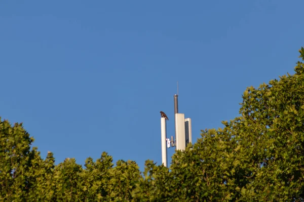 Attentive Falcon Sitting Communication Tower Antenna Tower High Frequency Internet — Stockfoto