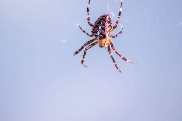 Tela Araña Sobre Fondo Azul —  Fotos de Stock