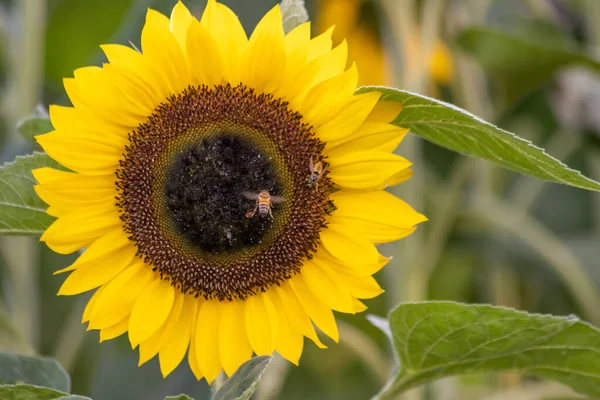 Sárga Napraforgó Méhekkel Mezőn — Stock Fotó
