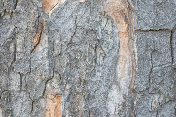 Κοντινό Πλάνο Της Υφής Φλοιού Δέντρων — Φωτογραφία Αρχείου