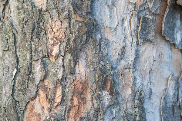 Κοντινό Πλάνο Της Υφής Φλοιού Δέντρων — Φωτογραφία Αρχείου