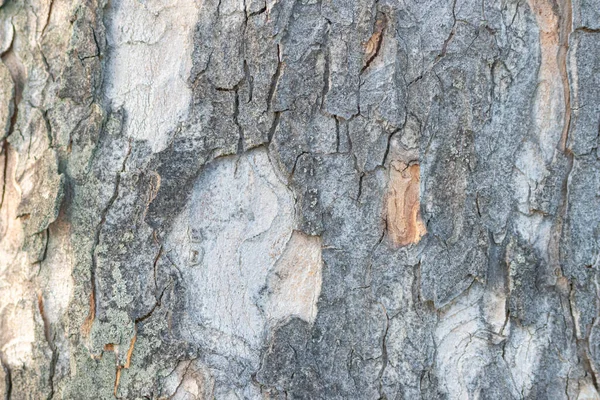 Zbliżenie Tekstury Kory Drzewa — Zdjęcie stockowe