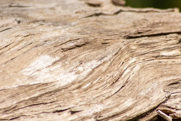 Natural Figure Organic Wooden Grain Shows Tree Details Hardwood Surface — Stok fotoğraf