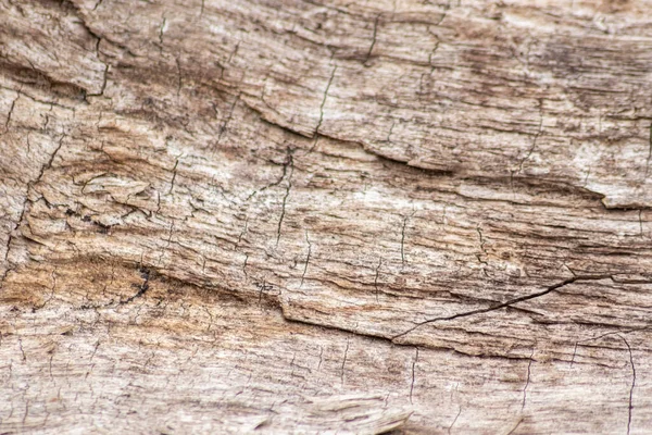 Natural Figure Organic Wooden Grain Shows Tree Details Hardwood Surface — Fotografia de Stock