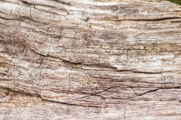 Natural Figure Organic Wooden Grain Shows Tree Details Hardwood Surface — ストック写真