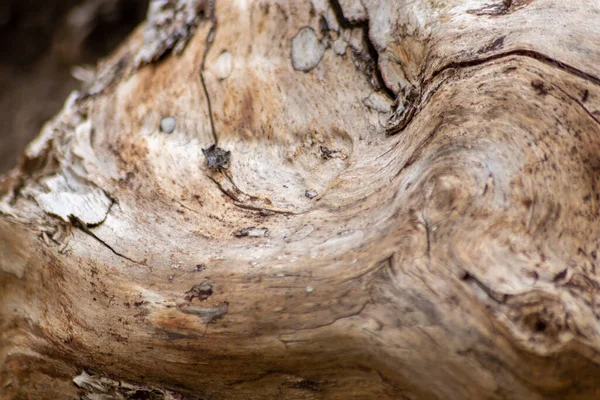 Natural Figure Organic Wooden Grain Shows Tree Details Hardwood Surface — Stok fotoğraf