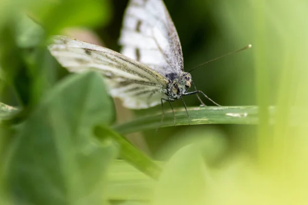 Close Beautiful Butterfly Nature — Stock Photo, Image