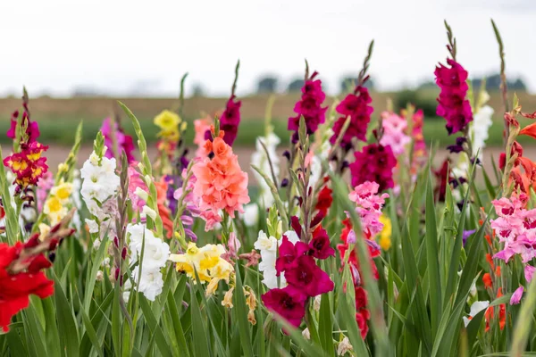 Field Flowers Cut Yourself Intense Colors Vibrant Colors Shows Summer —  Fotos de Stock