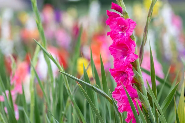 Field Flowers Cut Yourself Intense Colors Vibrant Colors Shows Summer — Fotografia de Stock