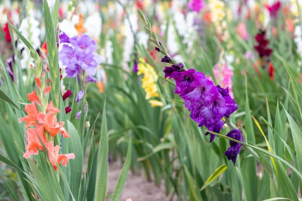 Field Flowers Cut Yourself Intense Colors Vibrant Colors Shows Summer —  Fotos de Stock