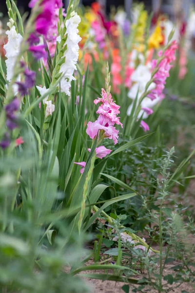 Field Flowers Cut Yourself Intense Colors Vibrant Colors Shows Summer —  Fotos de Stock