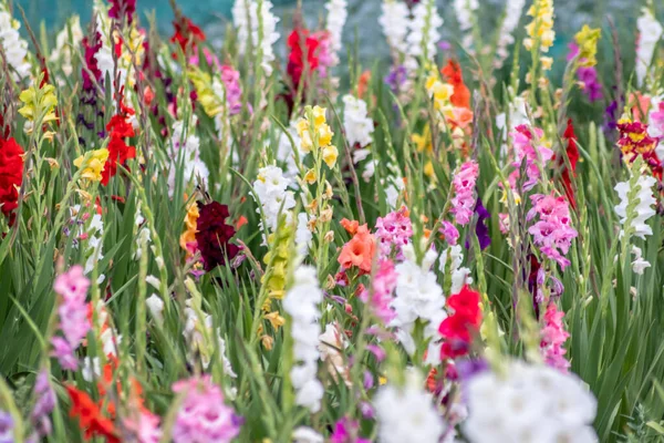 Field Flowers Cut Yourself Intense Colors Vibrant Colors Shows Summer —  Fotos de Stock