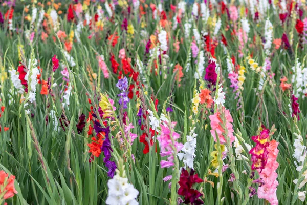 Field Flowers Cut Yourself Intense Colors Vibrant Colors Shows Summer —  Fotos de Stock
