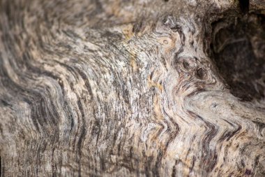 Natural figure of organic wooden grain shows tree details of hardwood surface cut for furniture production in timber and lumber industry sustainable material and renewable resource natural wood grain