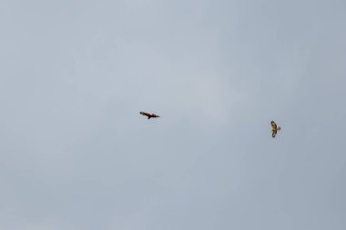 Flying couple of mating falcons with spreaded wings and brown feathers or golden eagles (aquila chrysaetos) hunting for other birds, mice and rats as bird of prey in sky background in mating season