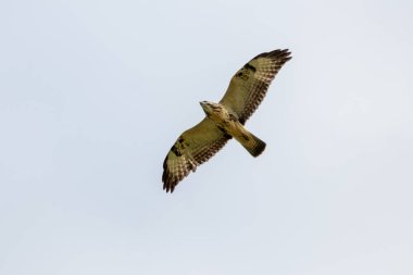 Mighty flying falcon with spreaded wings and brown feathers or golden eagle (aquila chrysaetos) hunting for other birds, mice and rats as bird of prey in sky background and flying raptor