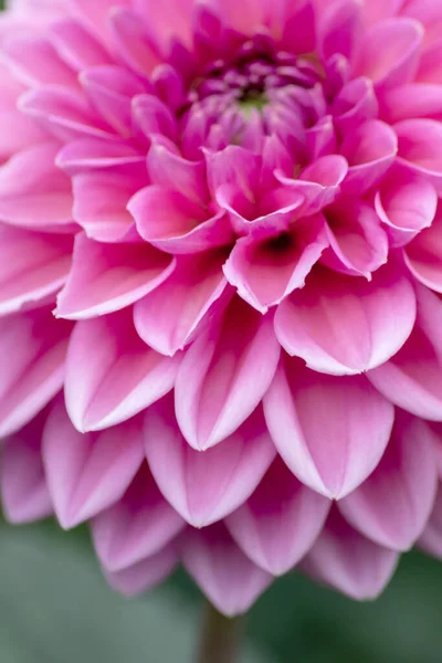 Nahaufnahme Von Rosa Dahlienblüte — Stockfoto