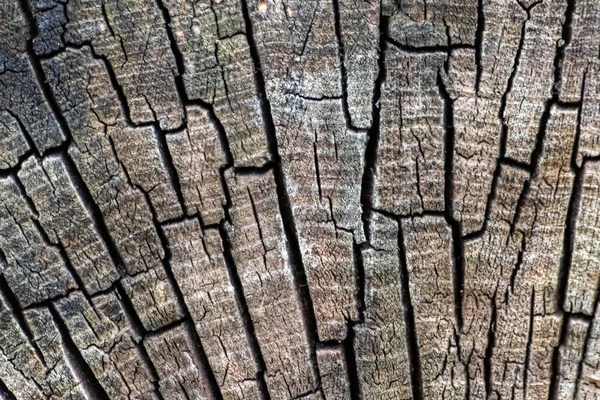 Natural Figure Organic Wooden Grain Shows Tree Details Hardwood Surface — Zdjęcie stockowe