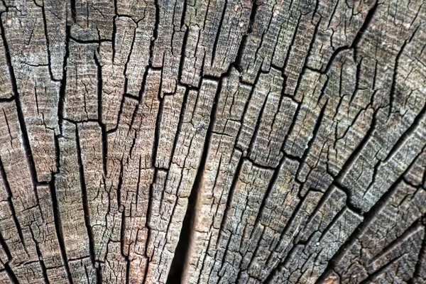 Natural figure of organic wooden grain shows tree details of hardwood surface cut for furniture production in timber and lumber industry sustainable material and renewable resource natural wood grain