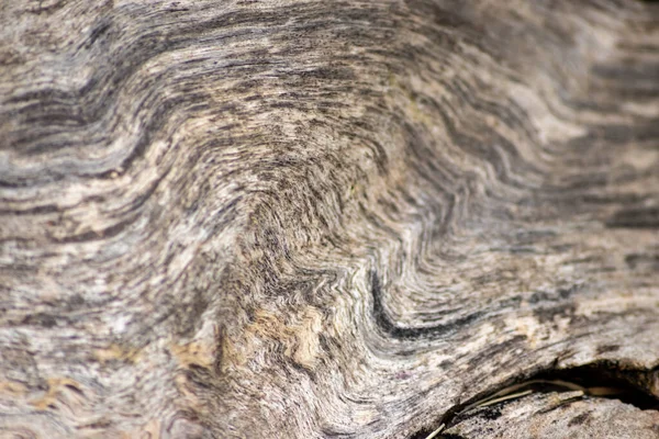 Natural Figure Organic Wooden Grain Shows Tree Details Hardwood Surface — Stockfoto