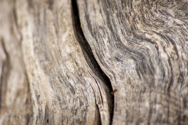 Natural figure of organic wooden grain shows tree details of hardwood surface cut for furniture production in timber and lumber industry sustainable material and renewable resource natural wood grain