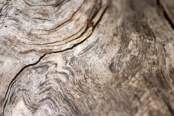 Natural figure of organic wooden grain shows tree details of hardwood surface cut for furniture production in timber and lumber industry sustainable material and renewable resource natural wood grain