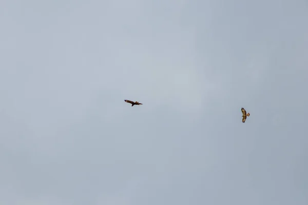 Flying Couple Mating Falcons Spreaded Wings Brown Feathers Golden Eagles — ストック写真