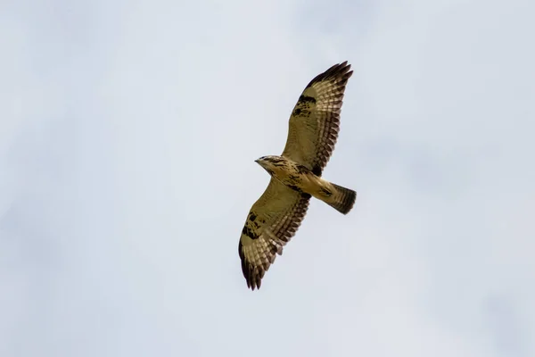 Mighty Flying Falcon Spreaded Wings Brown Feathers Golden Eagle Aquila — Stock Fotó