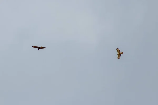 Flying Couple Mating Falcons Spreaded Wings Brown Feathers Golden Eagles — ストック写真