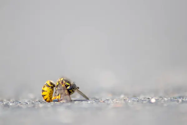 Abeille Jaune Sur Fond Blanc — Photo