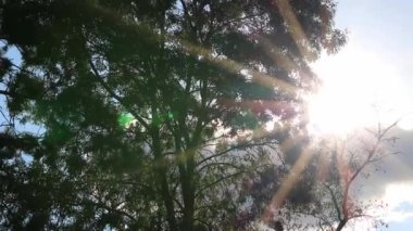 Güneş Ağaç Dalları Arasında Parlıyor