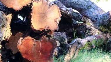 Wood stack with chopped trees for timber industry or wood industry as sustainable resource and renewable energy source shows deforestation and furniture industry needs for cut wood in forestry sawmill