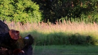 Wood stack with chopped trees for timber industry or wood industry as sustainable resource and renewable energy source shows deforestation and furniture industry needs for cut wood in forestry sawmill