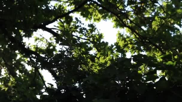 Shiny Holy Cross Sparkling Sunbeams Foliage Sky Shine Light Spiritual — Stockvideo