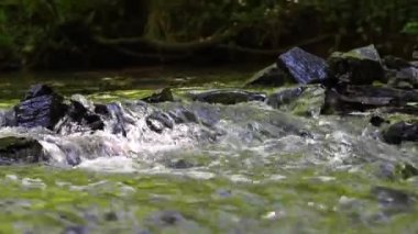 Calm floating creek through idyllic green forest scenery with little waves and stones in the calm river shows relaxing hiking tourism with clear water and a wonderful healthy environment motion brook