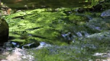 Calm floating creek through idyllic green forest scenery with little waves and stones in the calm river shows relaxing hiking tourism with clear water and a wonderful healthy environment motion brook