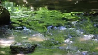 Calm floating creek through idyllic green forest scenery with little waves and stones in the calm river shows relaxing hiking tourism with clear water and a wonderful healthy environment motion brook