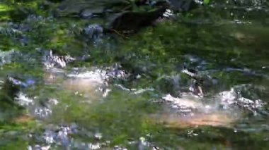 Calm floating creek through idyllic green forest scenery with little waves and stones in the calm river shows relaxing hiking tourism with clear water and a wonderful healthy environment motion brook
