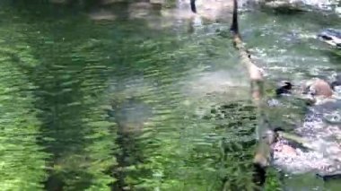 Calm floating creek through idyllic green forest scenery with little waves and stones in the calm river shows relaxing hiking tourism with clear water and a wonderful healthy environment motion brook