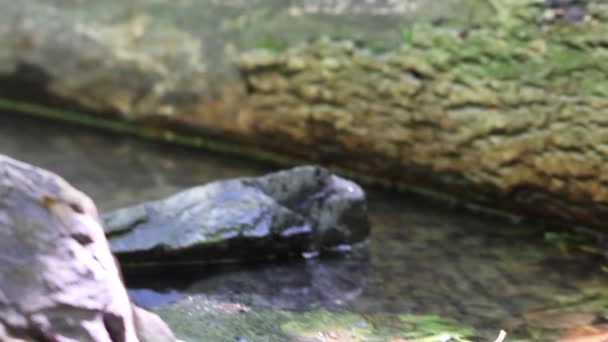 Calm Floating Creek Idyllic Green Forest Scenery Little Waves Stones — Vídeo de Stock