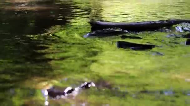 Calm Floating Creek Idyllic Green Forest Scenery Little Waves Stones — Video Stock