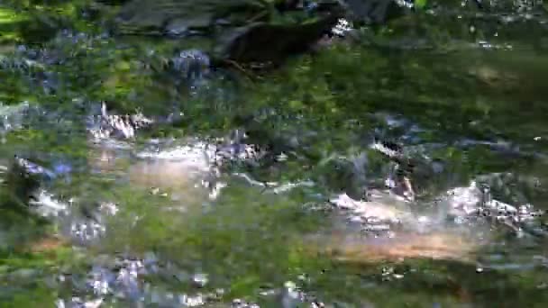Calm Floating Creek Idyllic Green Forest Scenery Little Waves Stones — ストック動画
