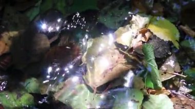 Sparkling lights in calm floating creek through idyllic green forest scenery with little waves and stones in the calm river shows relaxing hiking tourism with clear water and a healthy environment