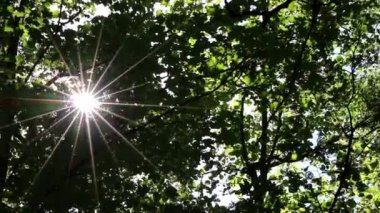 Aureole sun lens flares through green foliage of natural woodland on footpath while hiking tour as rural and scenic idyllic summertime with rays of light and sunbeam in bright lush natural forest park