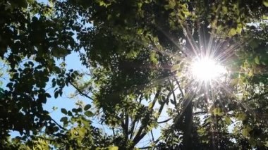 Aureole sun lens flares through green foliage of natural woodland on footpath while hiking tour as rural and scenic idyllic summertime with rays of light and sunbeam in bright lush natural forest park
