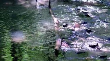 Calm floating creek through idyllic green forest scenery with little waves and stones in the calm river shows relaxing hiking tourism with clear water and a wonderful healthy environment motion brook