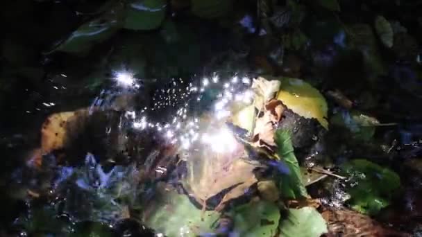 Sparkling Lights Calm Floating Creek Idyllic Green Forest Scenery Little — Stockvideo