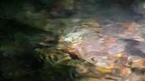 Sparkling Lights Calm Floating Creek Idyllic Green Forest Scenery Little — Stockvideo